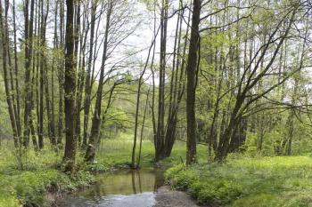 Trojmezí - pohled na hraniční řeku Rokytnici (© Martin Karas, 05/2010)