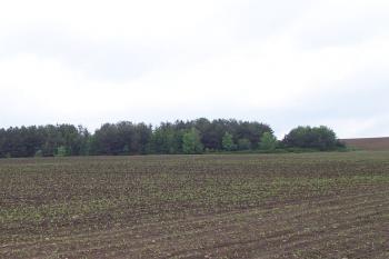 Vinohrady - Vlčí doly  u Smržic - Remízka na vrcholu lokality. (© Ivo Rozehnal, 2009)
