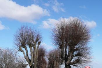 alej spojující Dubovou s Melčí ( © Jan P. Štěpánek 02/2008)