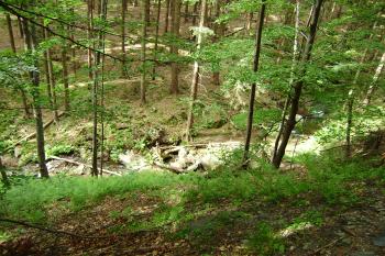 Suchý potok pod Suchým vrchem (© Zuzana Holasová, 07/2010)