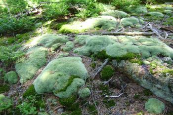 v lese pod vrcholem Suchého vrchu (© Zuzana Holasová, 07/2010)