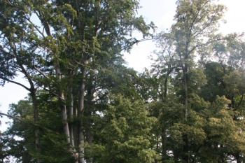 Ostrůvek s tvrzištěm od východu ( © Ivan Grisa 07/2011)