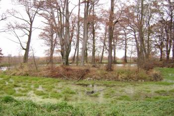 tvrziště 2 (© Daniel Šmidrkal, 11/2009)