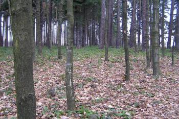  ( © Jan P. Štěpánek 01/2005)