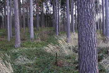  ( © Jan P. Štěpánek 01/2005)