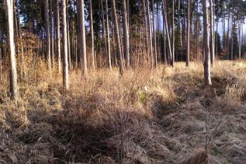 severní část lokality před  tvrzí ( © Jan P. Štěpánek 02/2008)