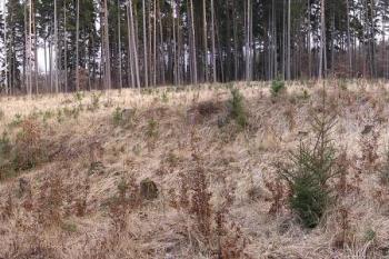celkový pohled na severozápadní část lokality zaniklé trhové vsi a tvrze (zcela vlevo) ( © Jan P. Štěpánek 01/2008)