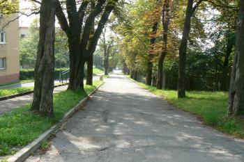 Kaštanová alej vedoucí od bývalého hřbitova (© Prudký Martin, 08/2010)