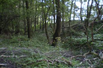 Příkop a val na severu hlavní akropole. (© Miloš Gracias, 08/2010)