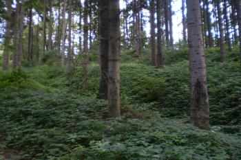 Příkop a val severozápadního předhradí. (© Miloš Gracias, 08/2010)