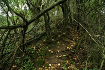  (© Miloš Gracias, 09/2010)