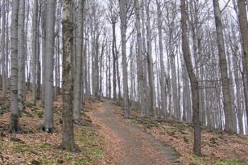 Cesta k rozhledně dlážděná čedičem ( © Jiří Čížek 04/2004)