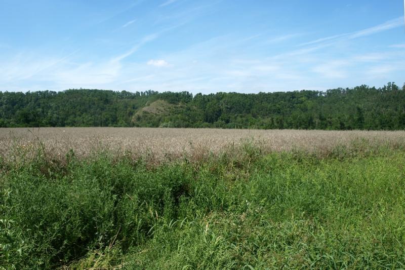 Rokytná