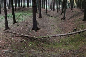  ( © Pavel Zany Komárek 11/2010)