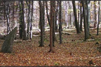  ( © Petr Turyna 10/2005)