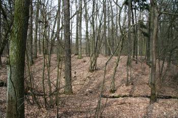 Pohled na centrální pahorek tvrziště ( © Petr Nožička 03/2011)