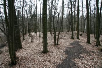 Pohled na centrální pahorek tvrziště ( © Petr Nožička 03/2011)