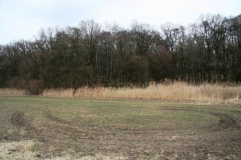 Pohled na část lesa, kde se nachází tvrziště ( © Petr Nožička 03/2011)