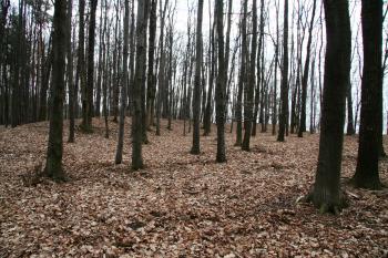 Val před příkopem ( © Petr Nožička 03/2011)