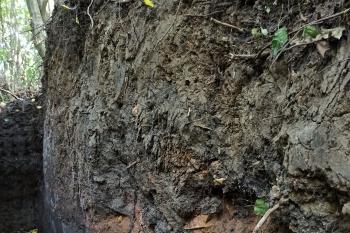 příčný řez valem hradiště - jihovýchodní část (© Jan P. Štěpánek  09/2021)