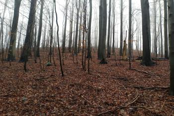 Jezevčí vrch (© Honza Herclík  12/2019)