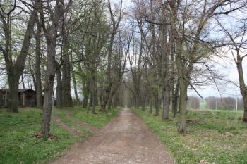 Alej od zámku k Lázni ( © Ivan Grisa 04/2011)